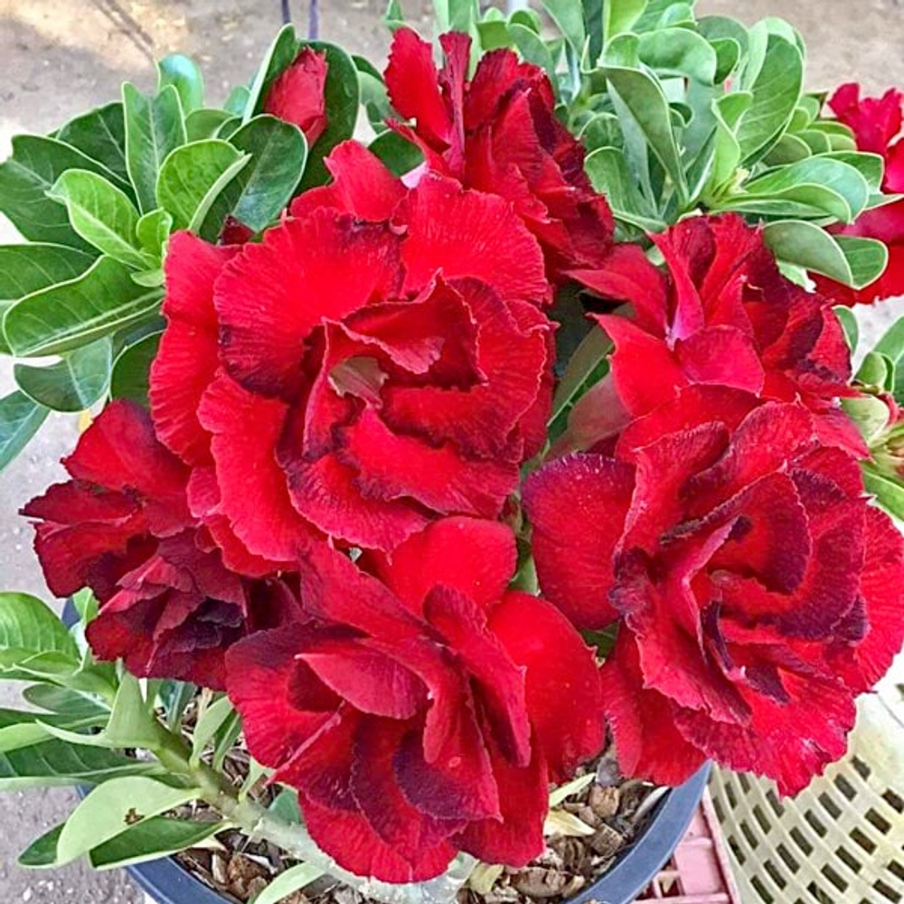 Адениум обесум DAENG JAKKRAPHAT