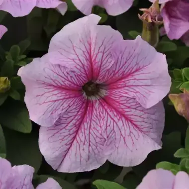 S6050 Петуния кустовая Grandiflora DADDY® PEPPERMINT 1000 шт.