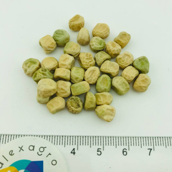 СТАНДАНА семена гороха (Nunhems | Alexagro) – фото 2