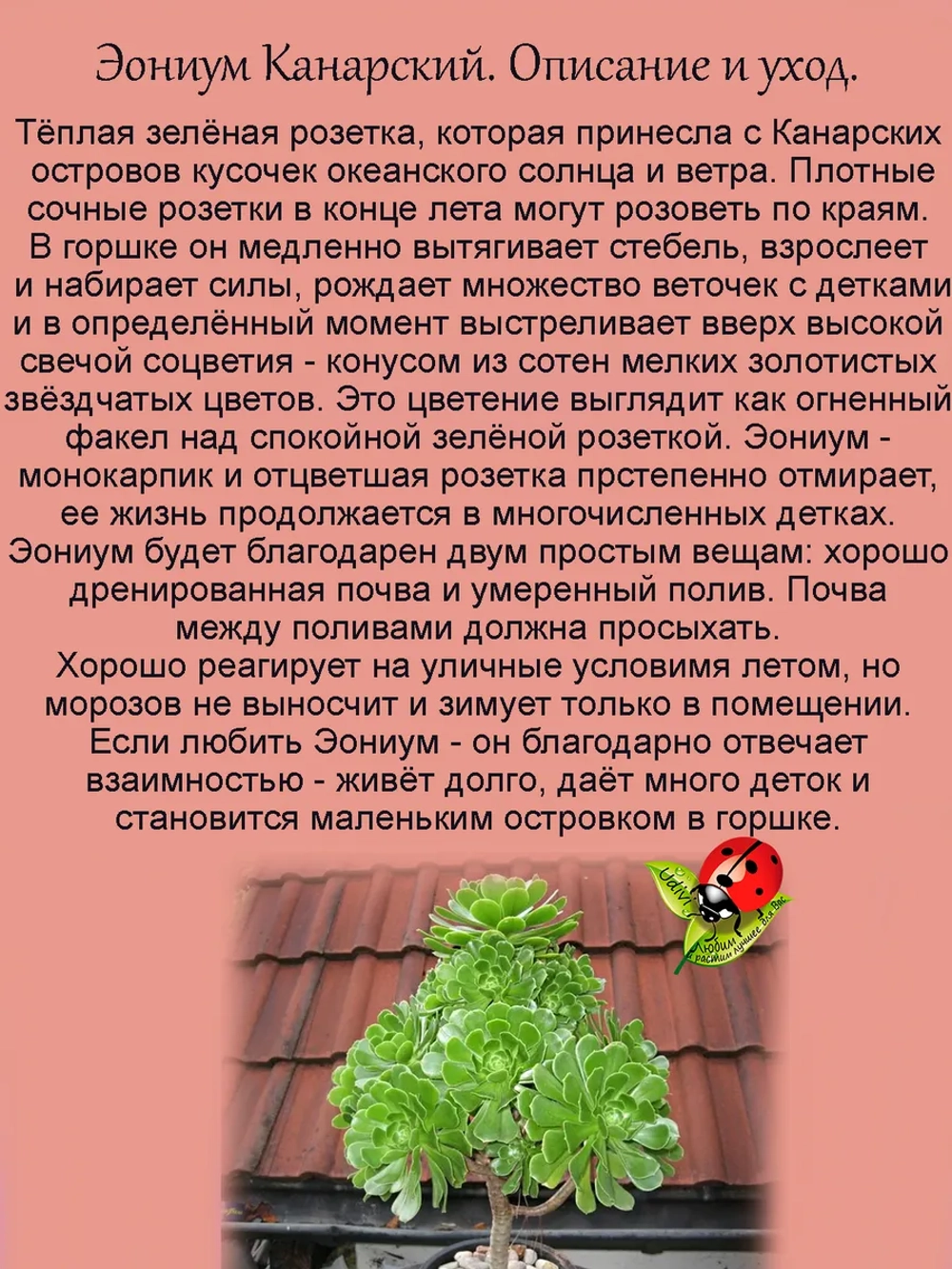 Эониум Канарский суккулент