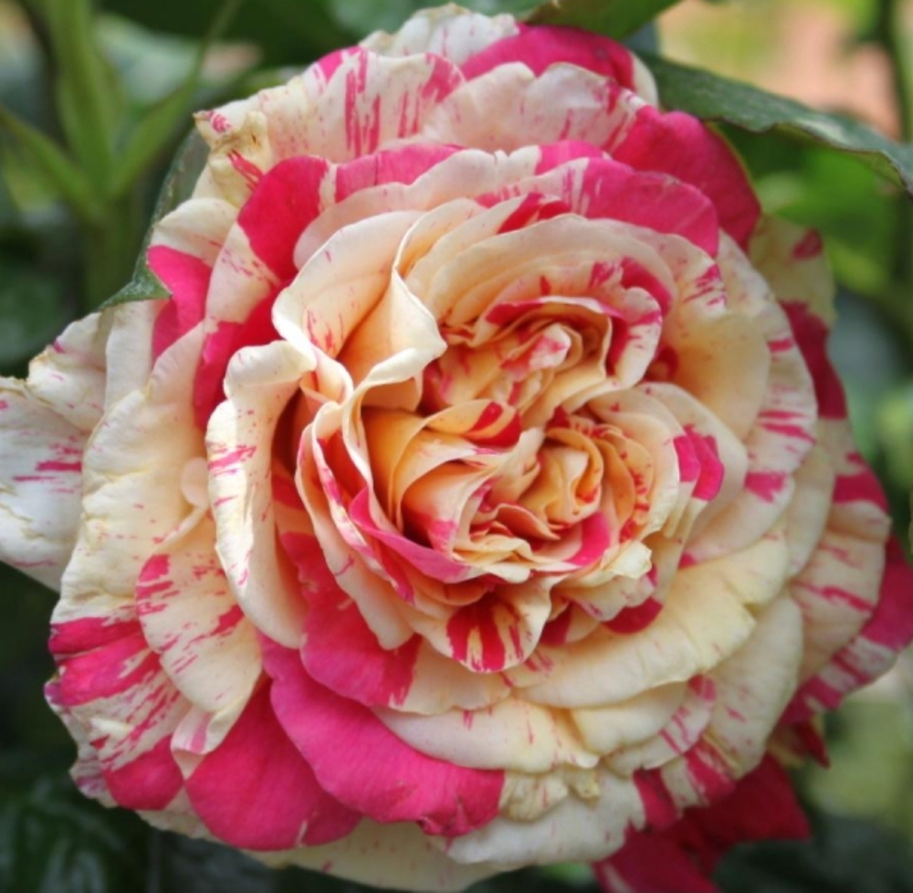 VANILLE FRAISE (Ваниль Фрайз)