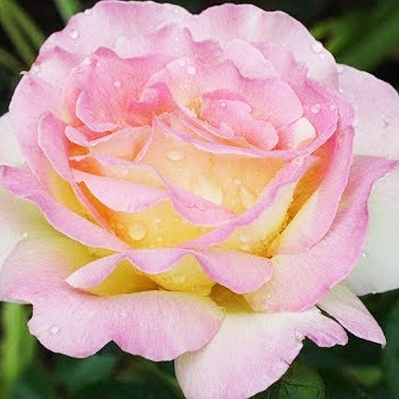 Роза чайно-гибридная Глория Дей "Rose Gloria Dei"