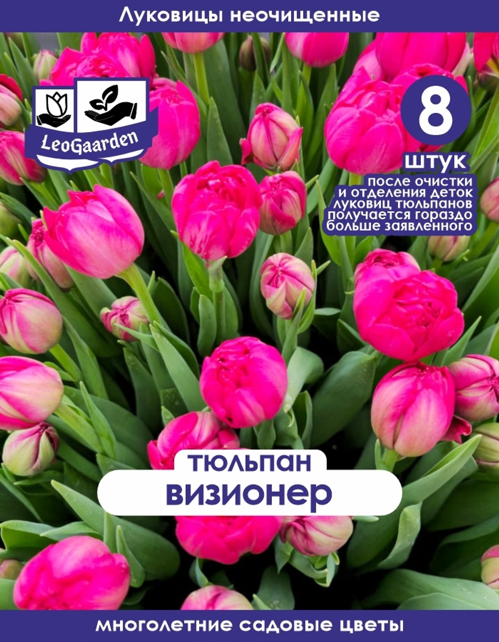 Тюльпан Луковица, Визионер, 8+шт