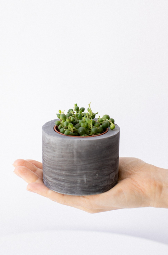 Крестовник Сенецио Роулеанус