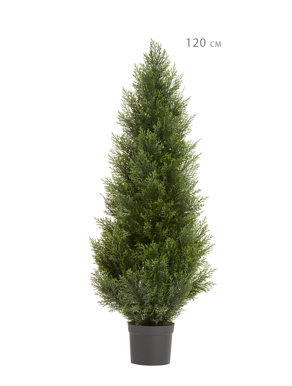 Туя Брабант пушистая уличная