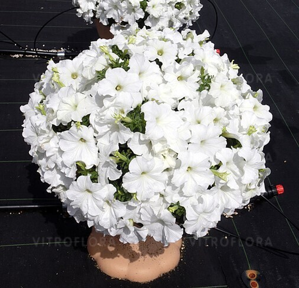 ЕВРО Петуния Surfinia White Morn укорененный черенок ОКС март Koh