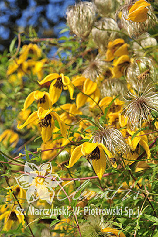 Клематис тангурский Билл МаккензиЗакупка М33 апрель 2026