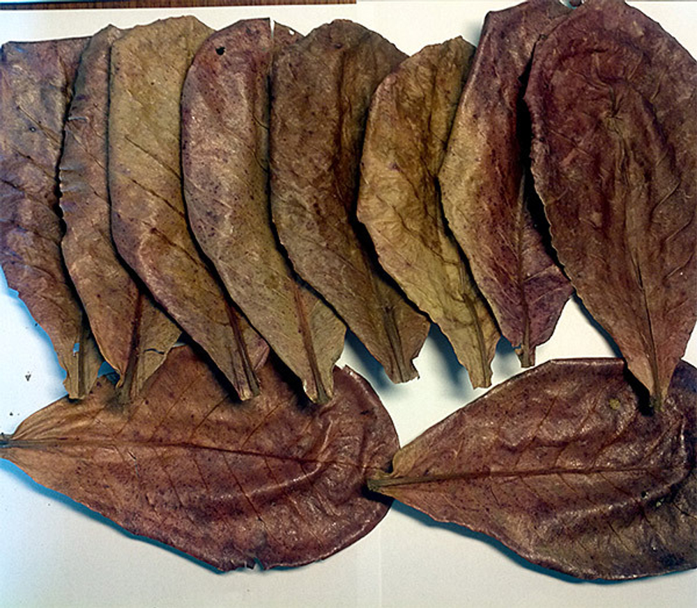 Лист индийского миндаля (Terminalia catappa) 10 листов