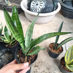 Сансевиерия SILVER ANGEL