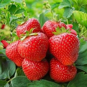 Рассада клубники и земляники