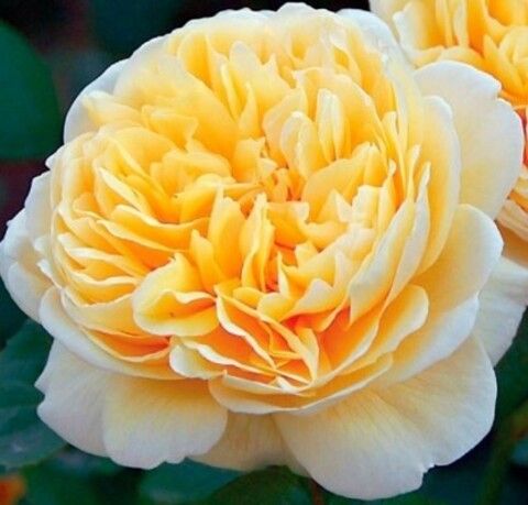 Роза английская Шарлота