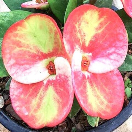 Эуфорбия Миля LOOKMAI LAISEN