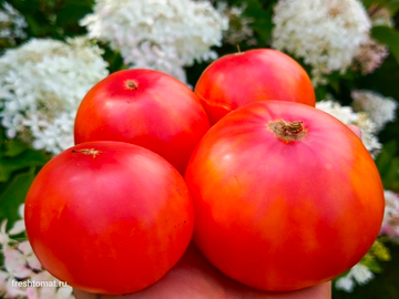 Козула 221 сорт томата