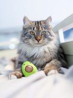 Petstages игрушка для кошек Dental "Авокадо" с кошачьей мятой, 8 см