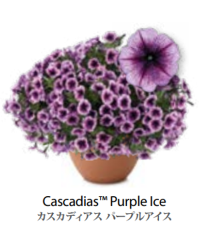 ЕВРО Petunia Cascadias Purple Ice укорененный черенок ноябрь