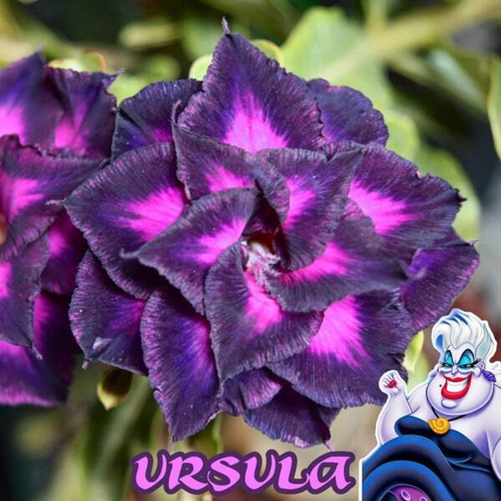 Адениум обесум URSULA