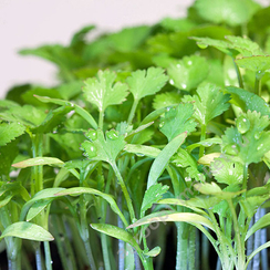 Семена для проращивания кориандра Дебют (Гавриш)