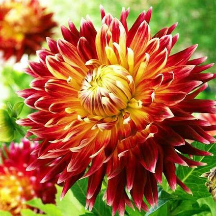 Георгин Акита (1 шт) Волжский Сад