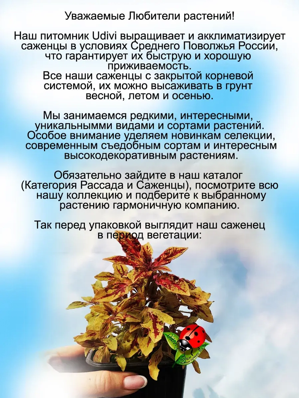 Колеус Хипстер Зуи
