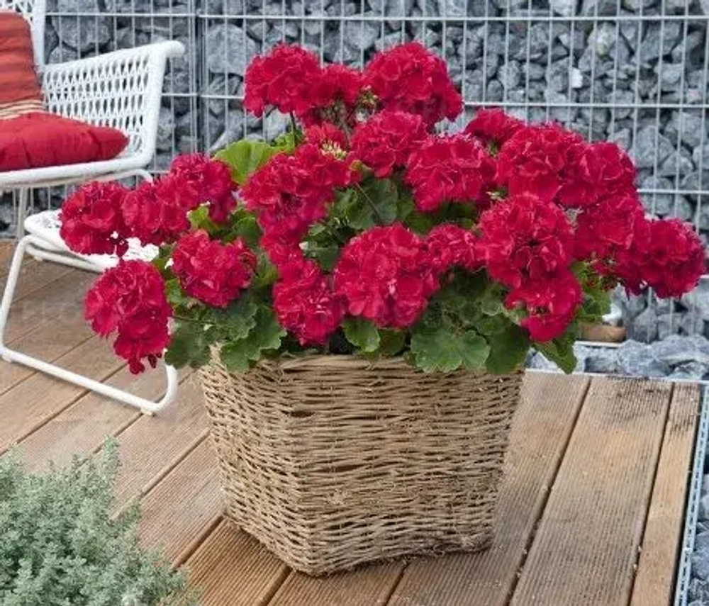 Пеларгония зональная Big Eeze Neon