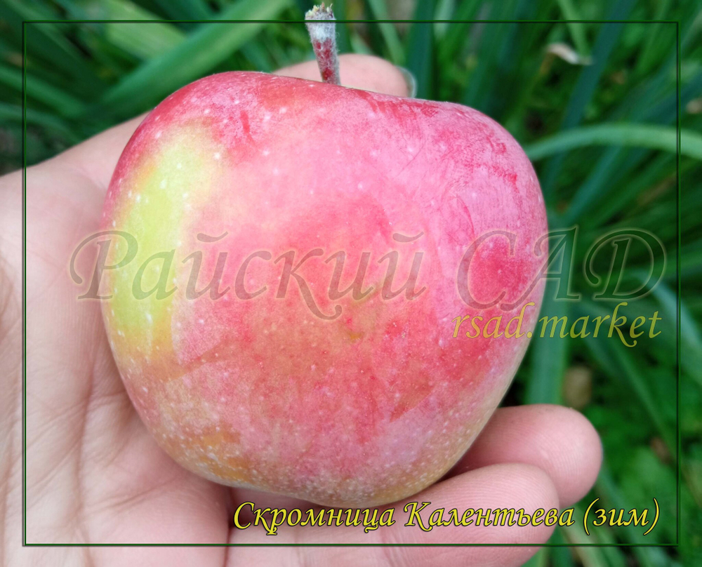 Яблоня Скромница Калентьева.