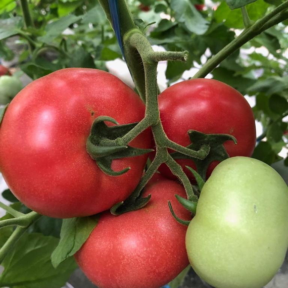 Пинквин F1 семена томата индетерминантного (Rijk Zwaan / Райк Цваан) культура – фото 9