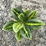 Аглаонема SOMBOON POONSUK