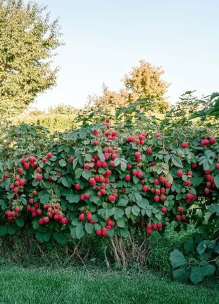 Малина штамбовая Сказка