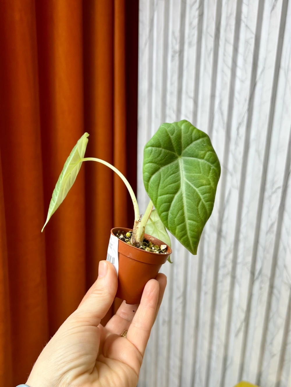 Алоказия Махарани, D6см Н10см, 1шт, Urban Jungle