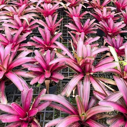 Неорегелия DYNOMITE VAR