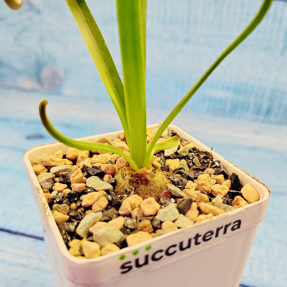 Albuca Spiralis (Альбука)