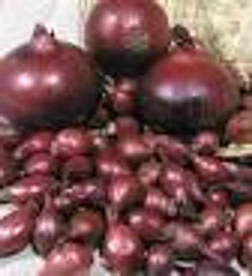 Лук-севок Кармен ( Россия) (1кг)