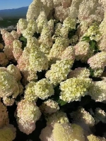 Гортензия метельчатая Би Хеппи