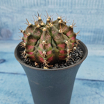 Gymnocalycium T-Rex Pink hybride (Гимнокалициум T-rex)