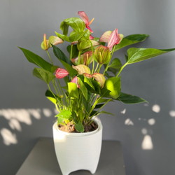 Антуриум Delicata