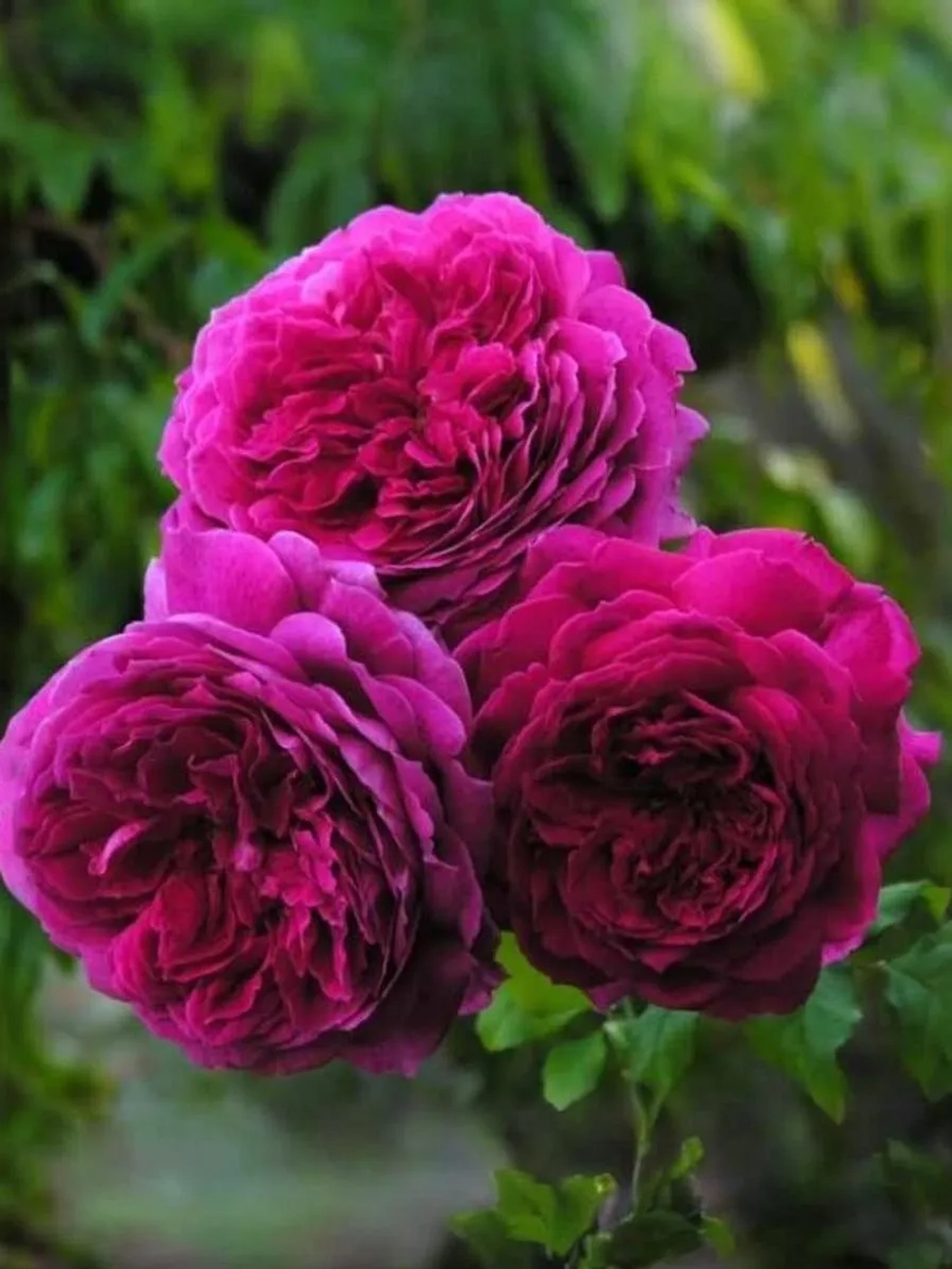 Роза английская Янг Люсидас