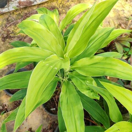 Кордилина MOONLIGHT MUT