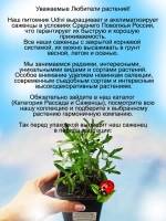 Астра вересковая Розовое облако почвопокровная