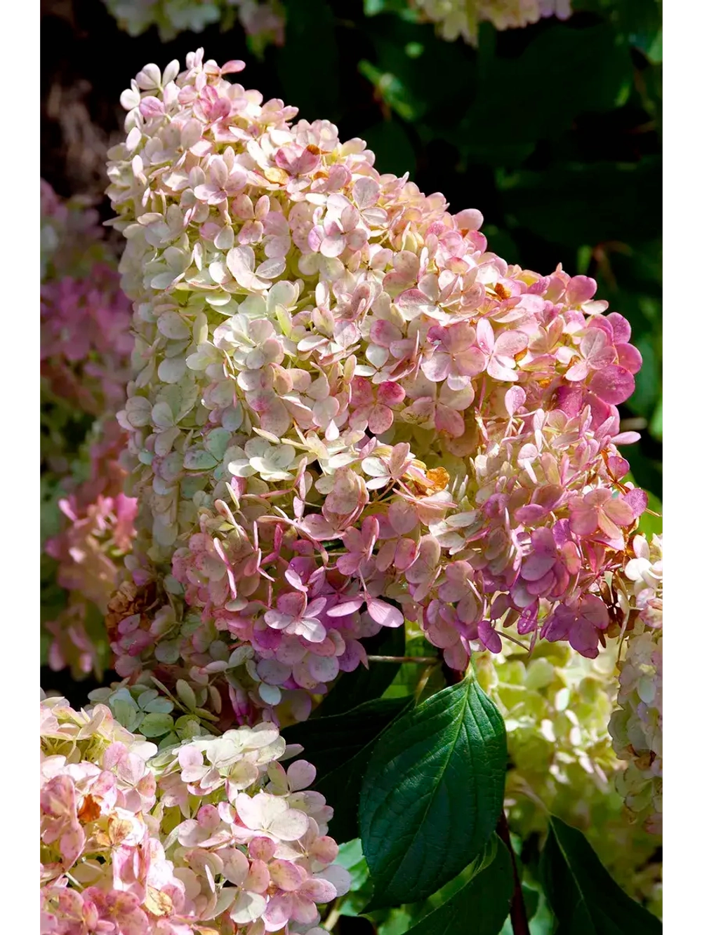 Гортензия метельчатая - Тиклед Пинк (саженец в P9)