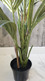 Пальма Кентия (Ховея) де Люкс без кашпо