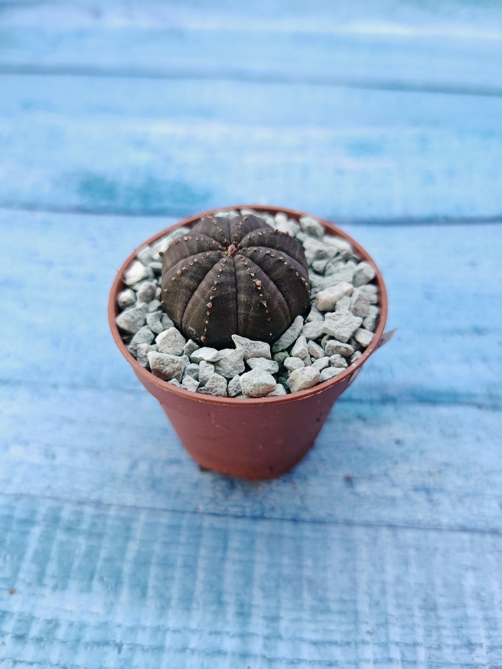 Суккулент Euphorbia Obesa (Эуфорбия)