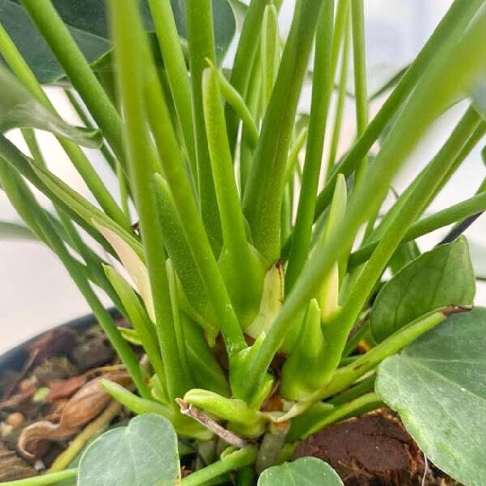 Антуриум Андре LIPA PINK MINI