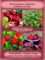 Княженика Аура княжья ягода