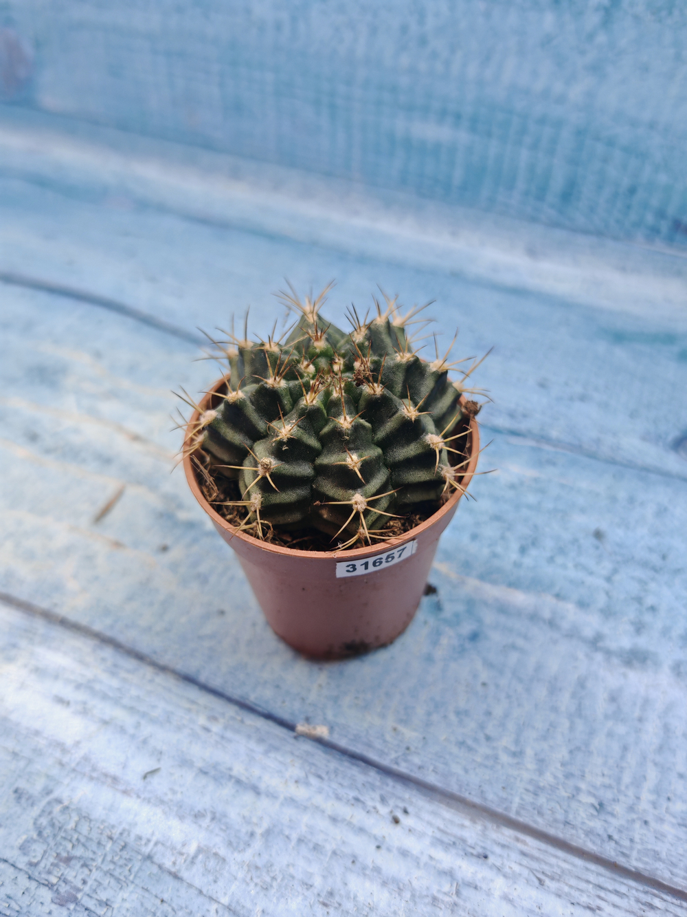 Gymnocalycium Friedrichii (Гимнокалициум)
