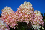 Гортензия метельчатая Magical Sweet Summer