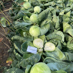 Гальватрон F1 семена капусты белокочанной (Seminis / Семинис)