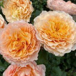 Кампанелла Пич (Campanella Peach)