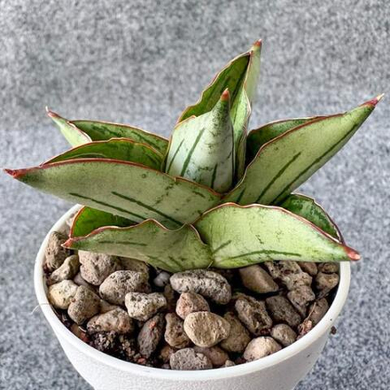 Сансевиерия ATOMIC