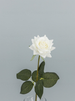 Роза Фелиция силикон