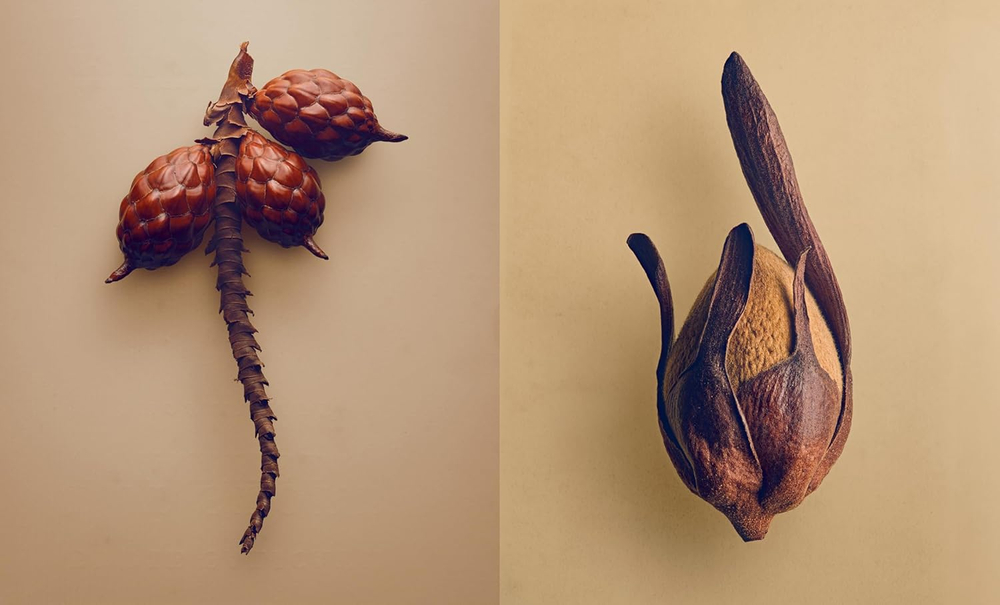 The Hidden Beauty of Seeds & Fruits: The Botanical Photography of Levon Biss